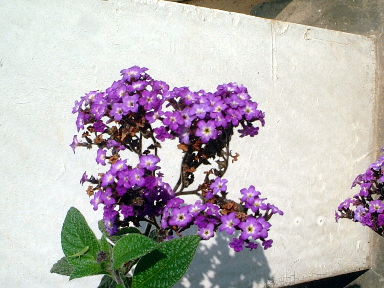 ヘリオトロープ Heliotropium Arborescens かぎけん花図鑑