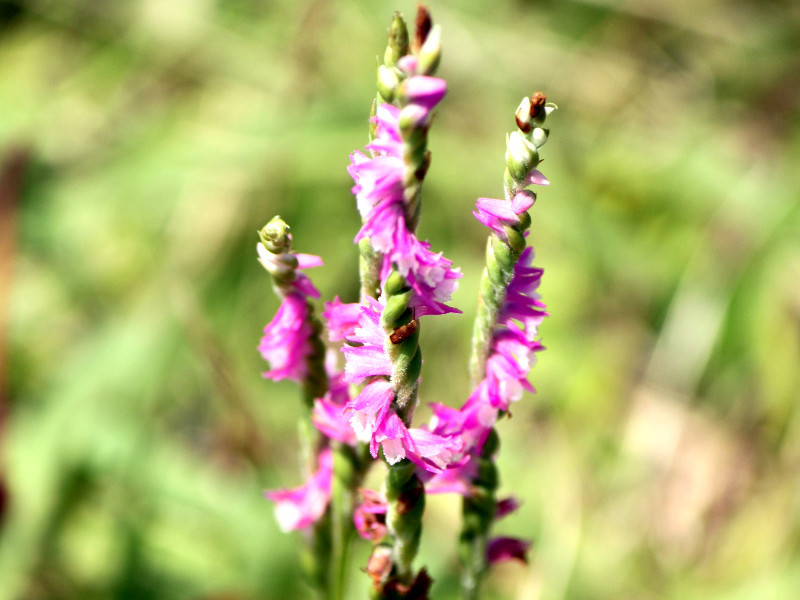 ネジバナ Spiranthes Sinensis かぎけん花図鑑