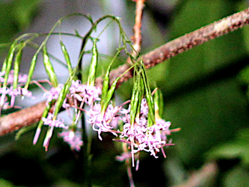 Diaspananthus uniflorus
