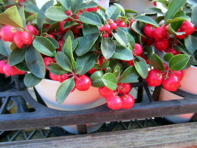 Gaultheria procumbens