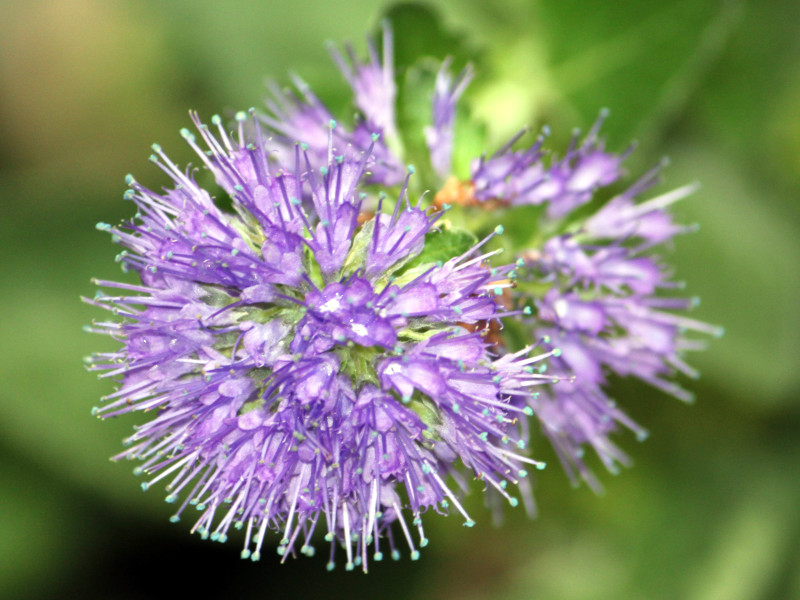 Caryopteris incana