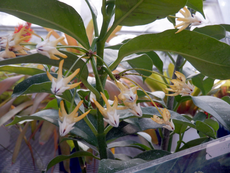 ホヤ ムルティフロラ Hoya Multiflora かぎけん花図鑑