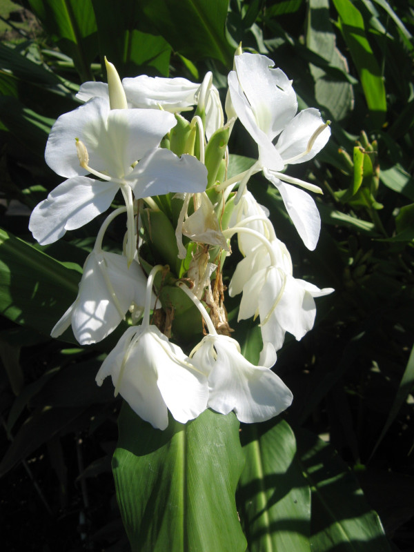 White ginger lily