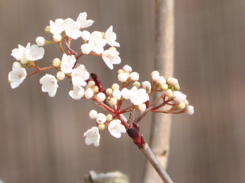 男莢蒾 Viburnum Phlebotrichum 科技研花图画书