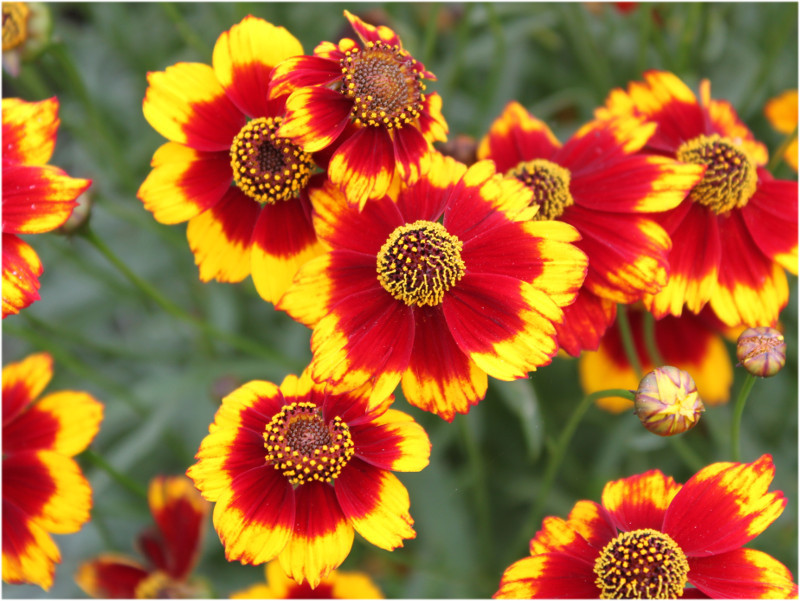 ハルシャギク Coreopsis Tinctoria かぎけん花図鑑