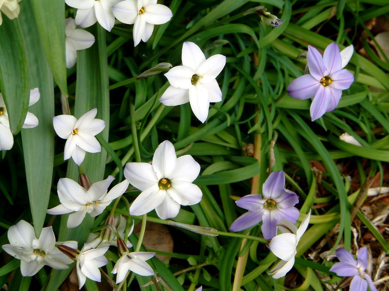 Sspring starflower