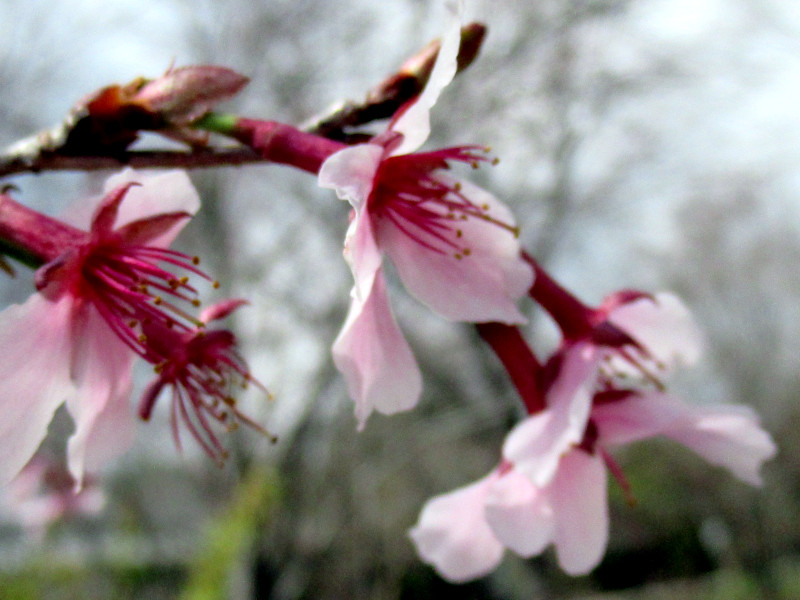 桜 近畿豆桜（キンキマメザクラ）