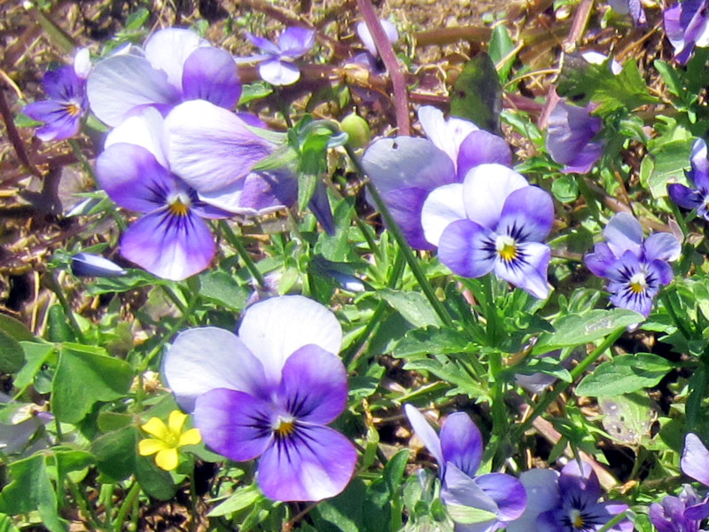 Garden pansy