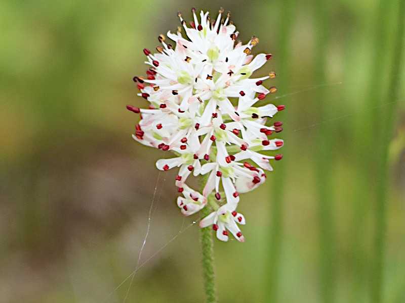 Tofieldia japonica