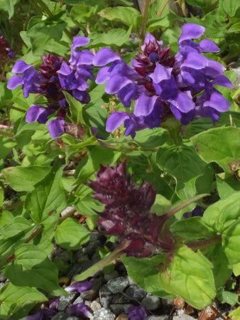Prunella prunelliformis
