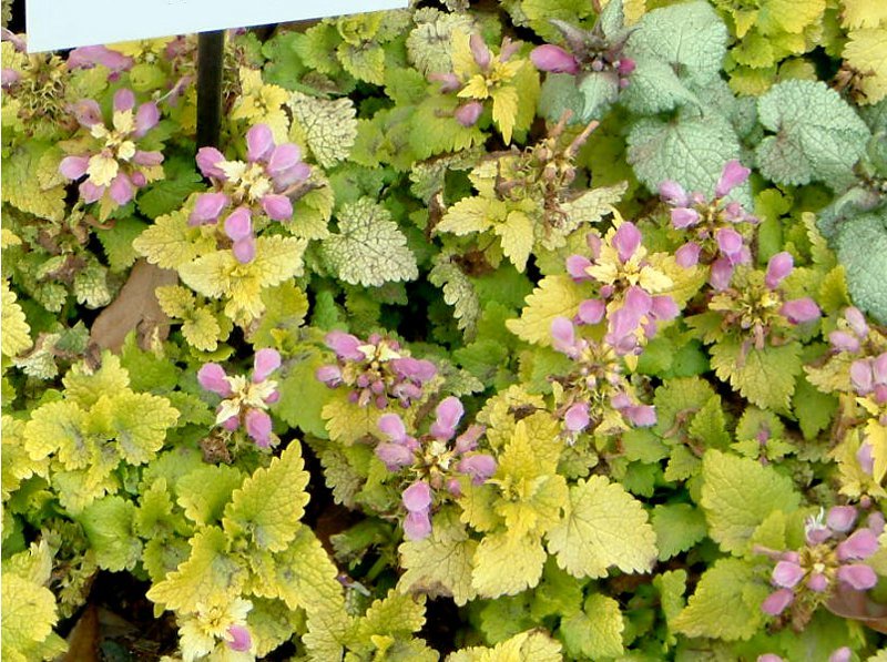 Lamium maculatum