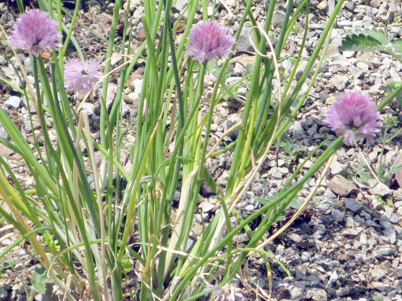 シロウマアサツキ Allium Schoenoprasum Var Orientale かぎけん花図鑑