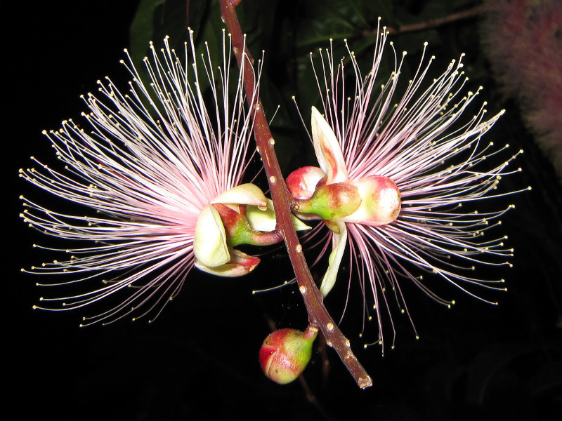 Barringtonia racemosa