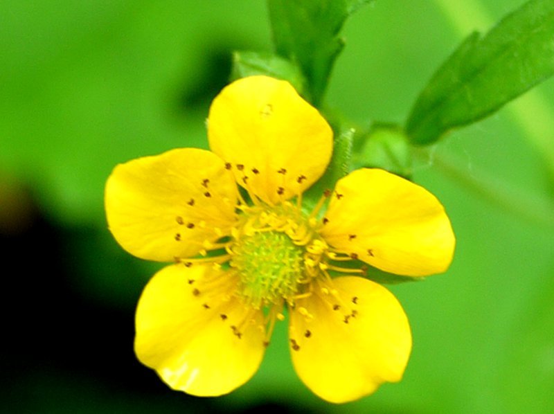 Geum aleppicum