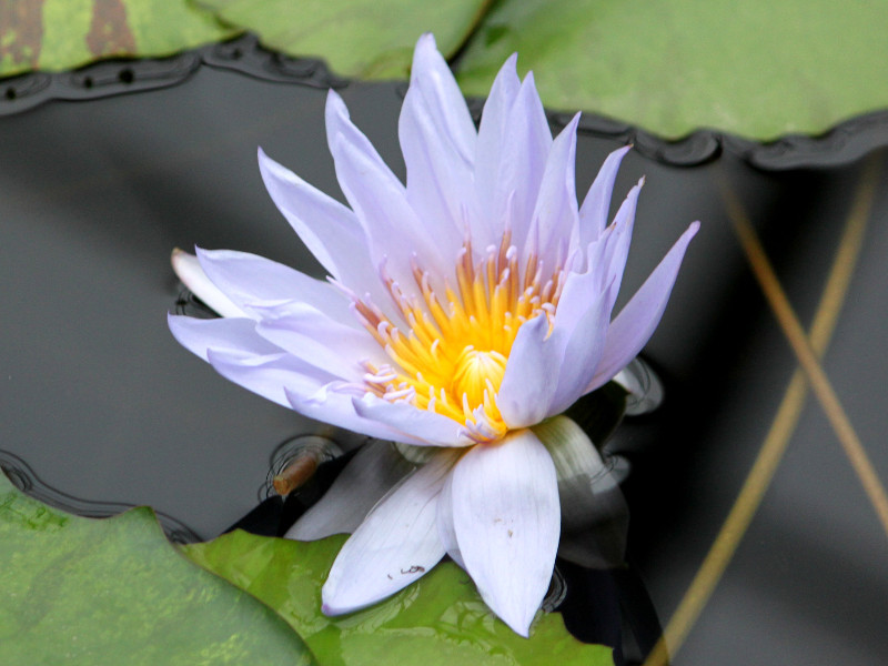 Tropical water lily 'Mrs. Edward Whittaker'