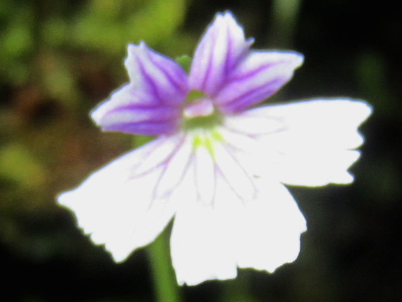 butterwort