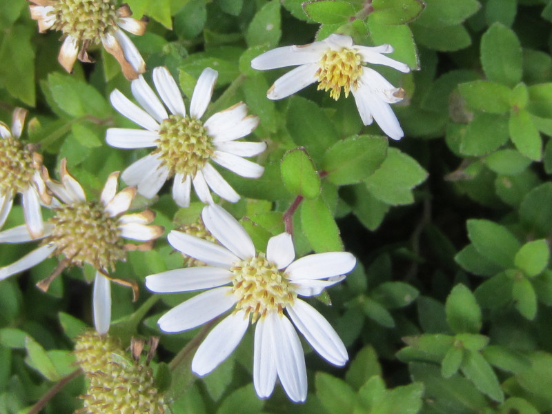 Aster viscidulus