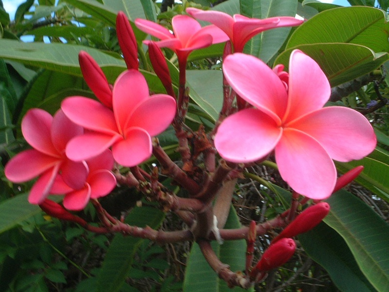 Plumeria