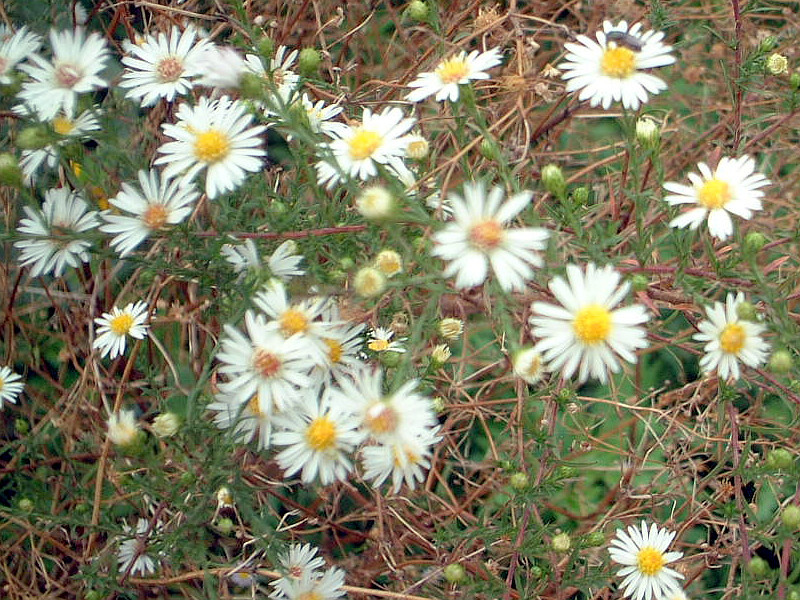 白孔雀 Symphyotrichum Pilosum 科技研花图画书