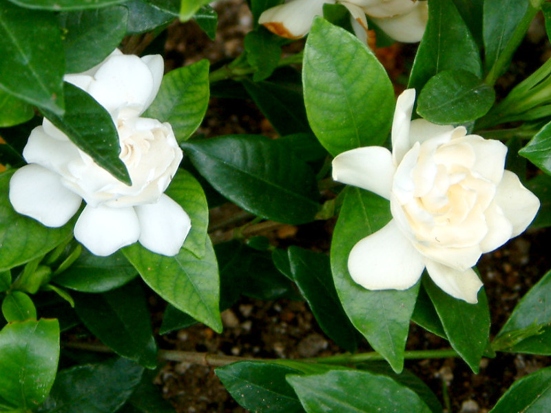 Gardenia jasminoides