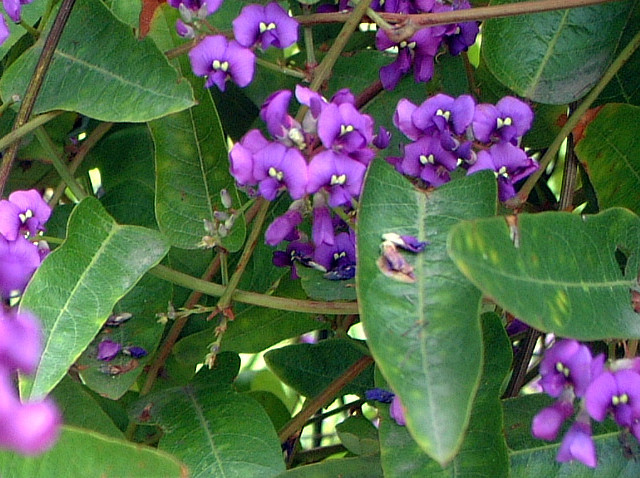 菝葜花澳大利亚当地藤 Hardenbergia Violacea 科技研花图画书