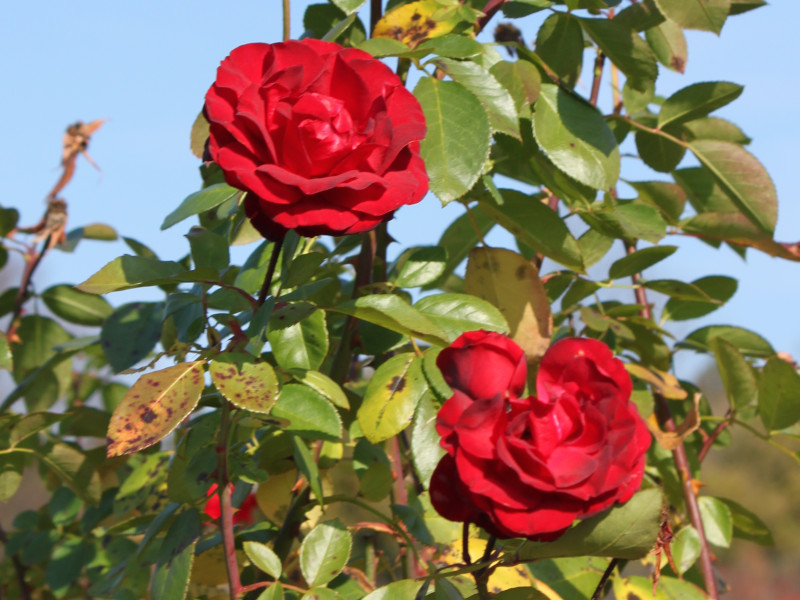 Rose 'Niccolo Paganini'