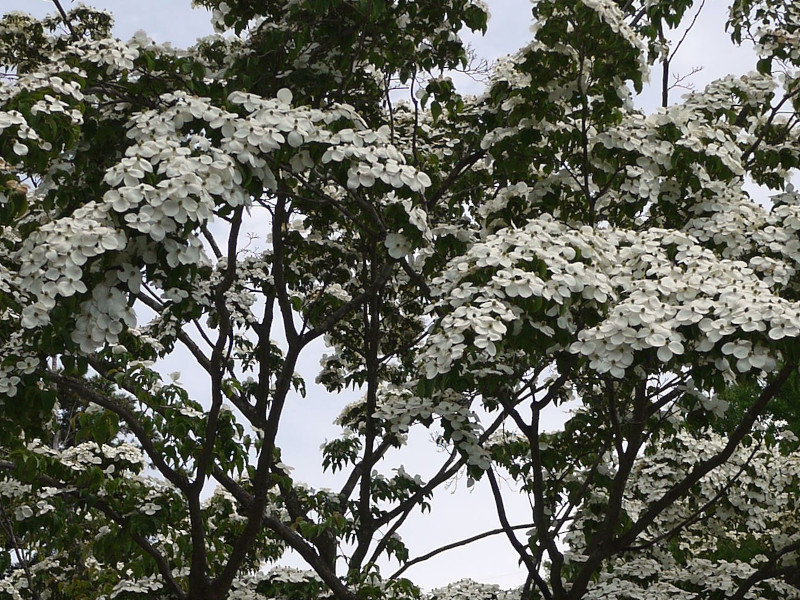 Japanese Flowering Dogwood