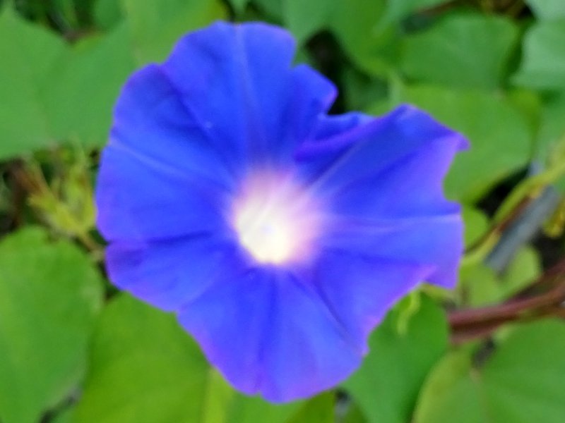 Variegated morning glories 'Aotsunebaaomaruzaki'