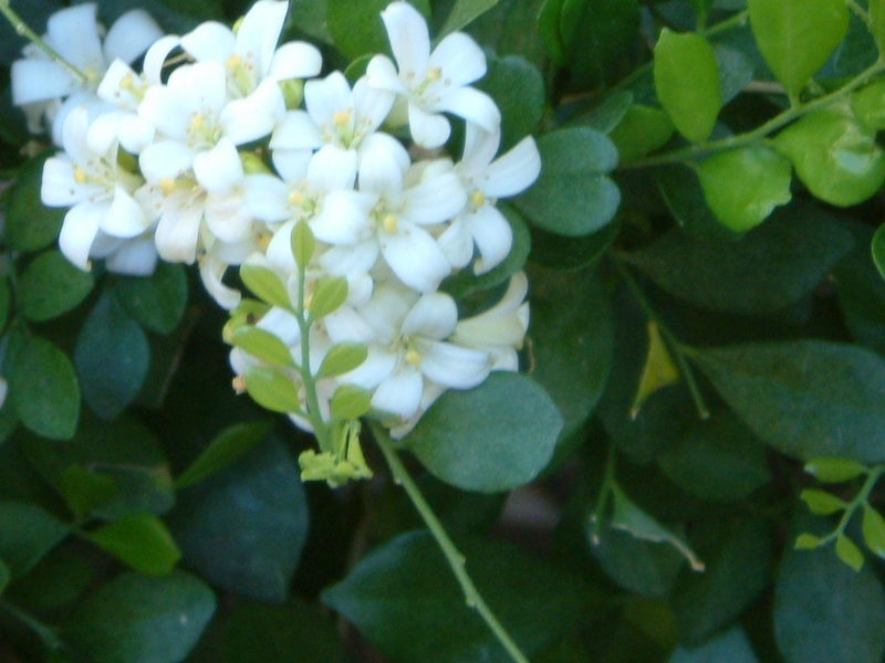 ゲッキツ Murraya Paniculata かぎけん花図鑑