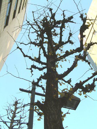 Ginkgo biloba tree