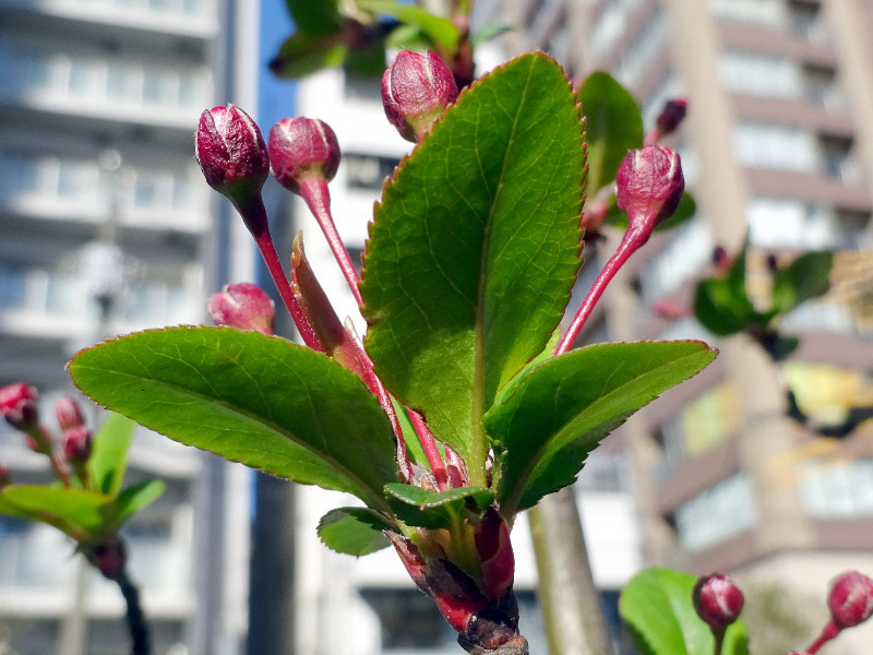 ハナカイドウ Malus Halliana かぎけん花図鑑