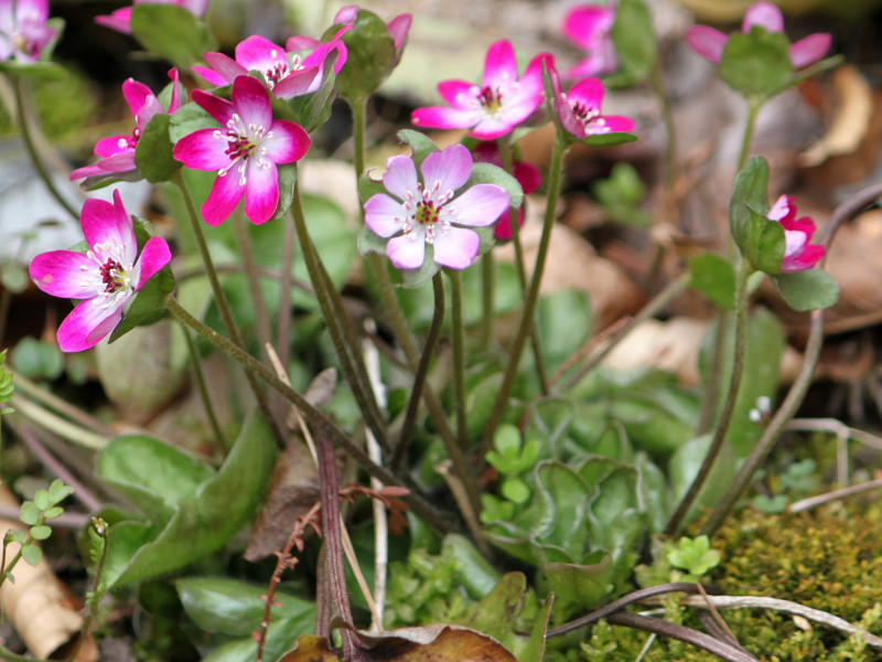 大三角草 Hepatica Nobilis Var Japonica F Magna 科技研花图画书