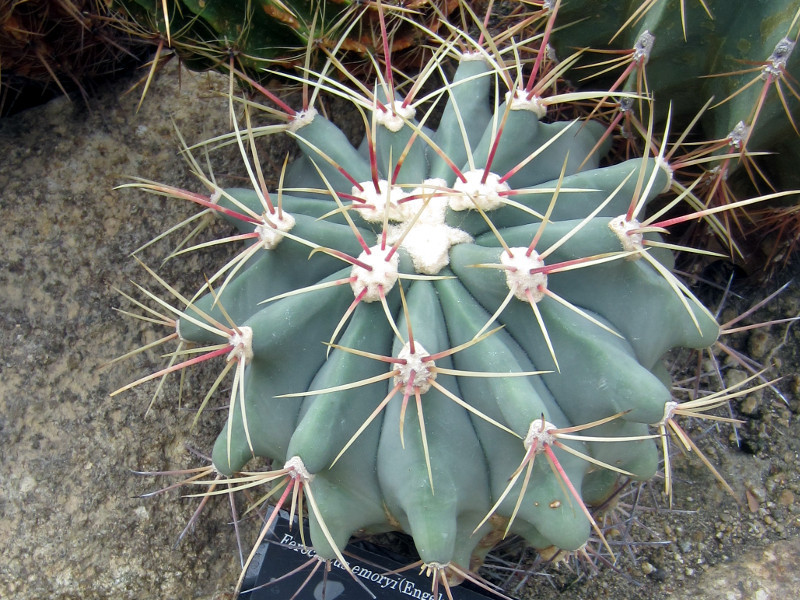 エモリ | Ferocactus emoryi | かぎけん花図鑑