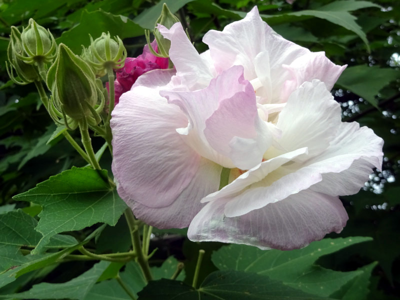 Cotton rosemallow