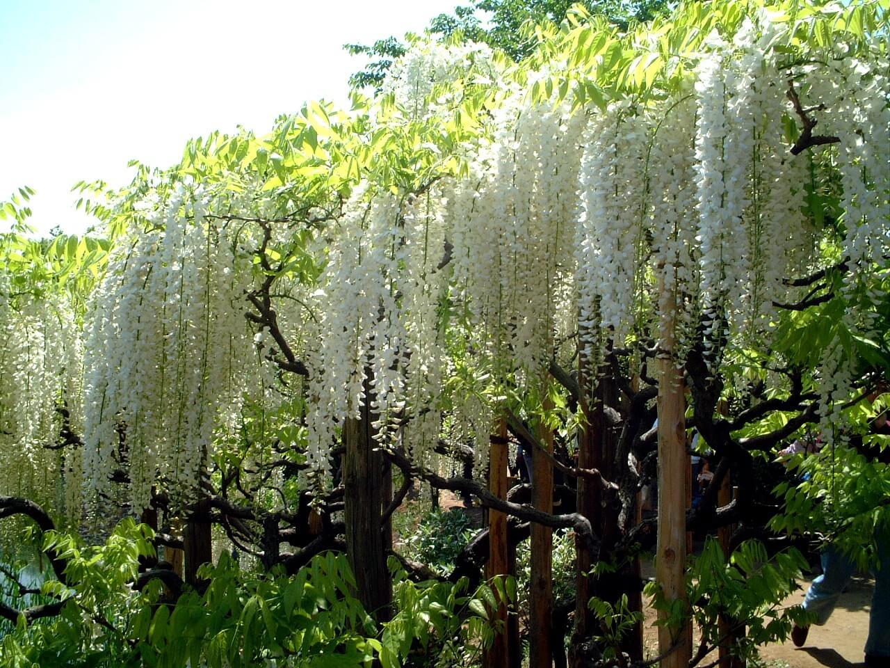 Japanese wisteria