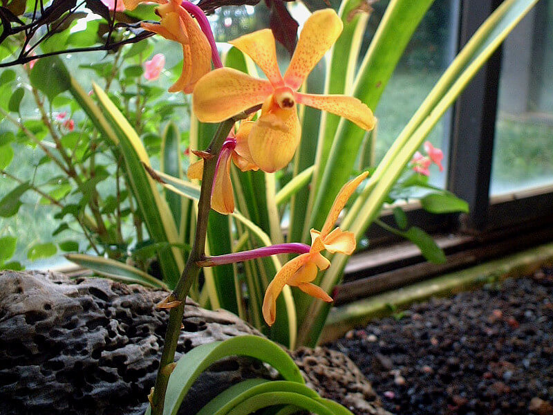 Paphiopedilum