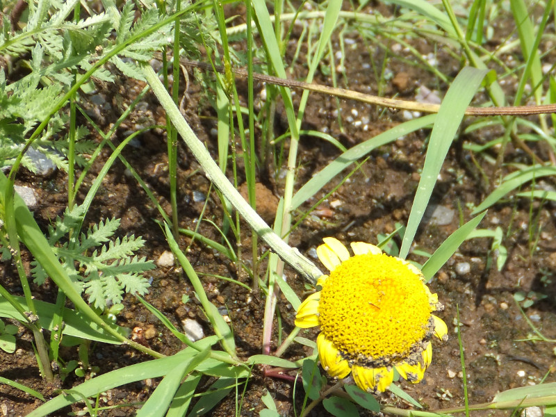 Lemon yellow dyers Chamomile