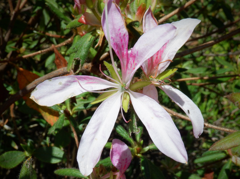 做杜鹃 ’花車’