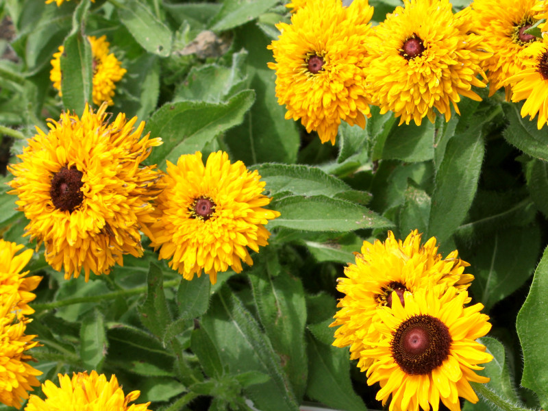 Rudbeckia maya