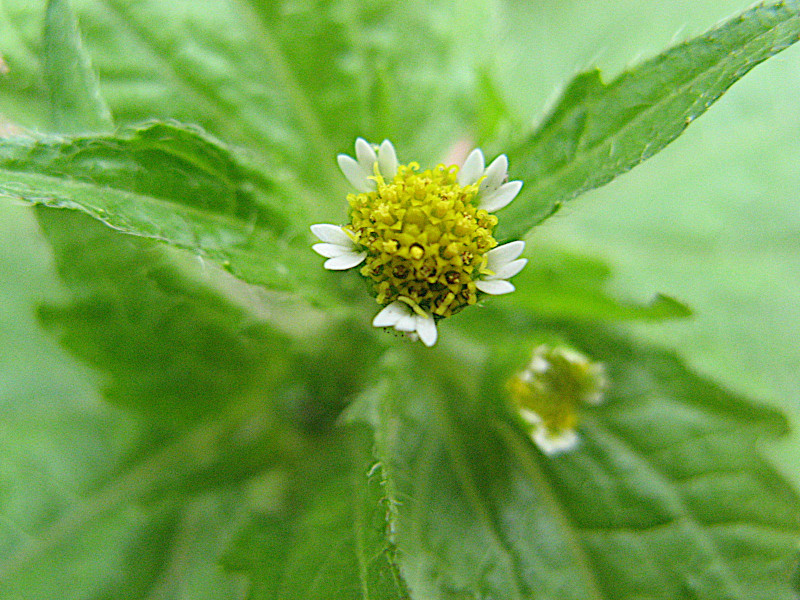 粗毛牛膝菊