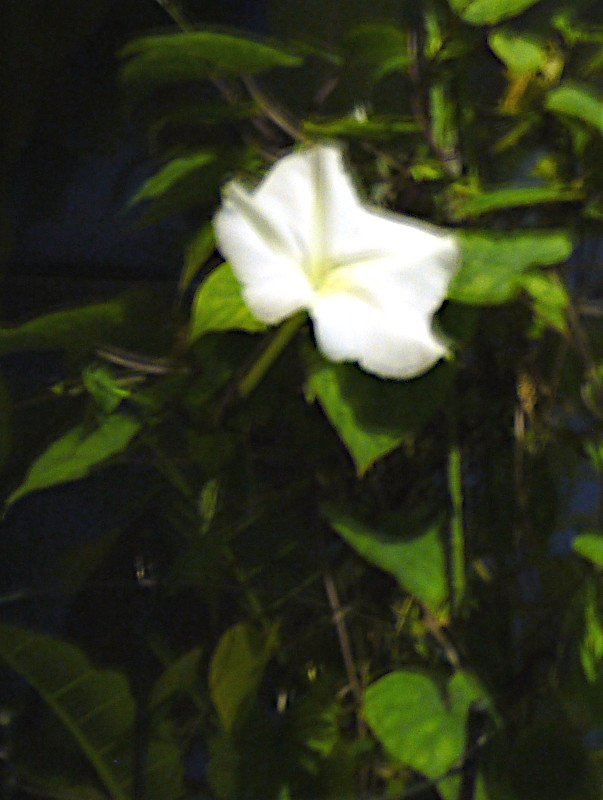 tropical white morning-glory
