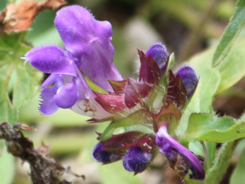 Prunella prunelliformis