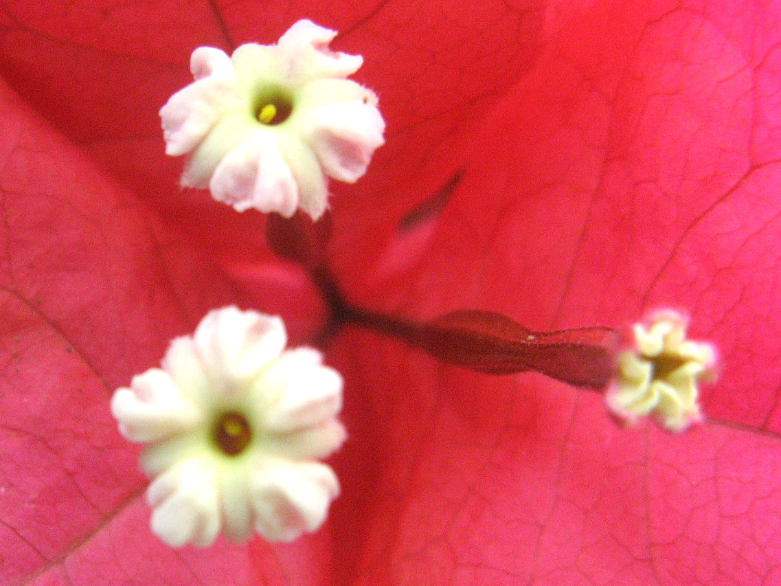 Bougainvillea