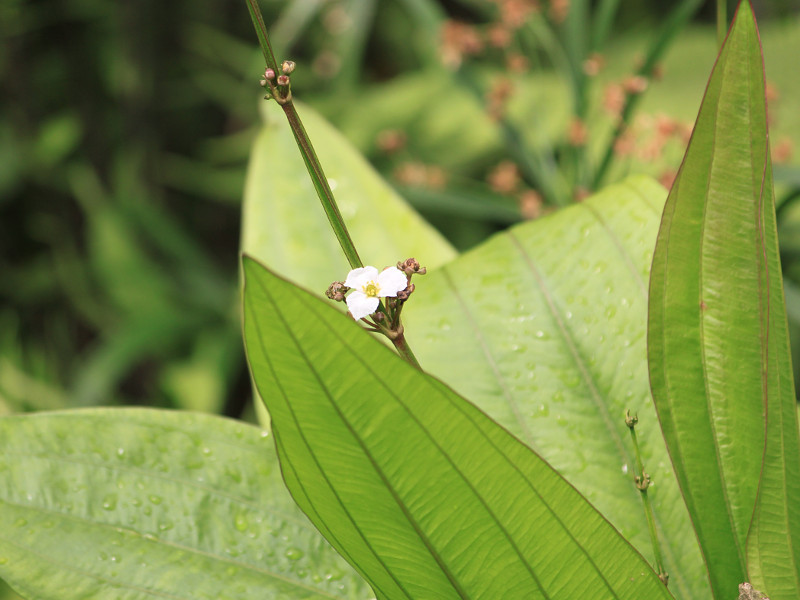 Amazon sword plant