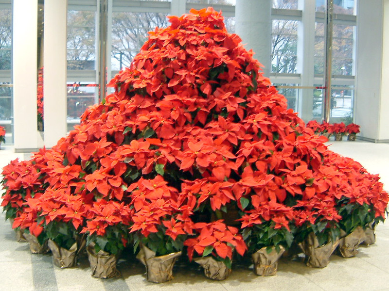 Poinsettia