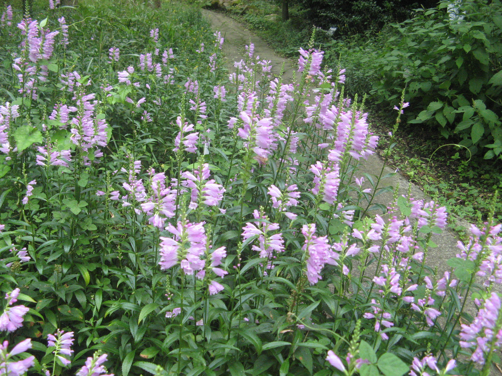 ハナトラノオ Physostegia Virginiana かぎけん花図鑑