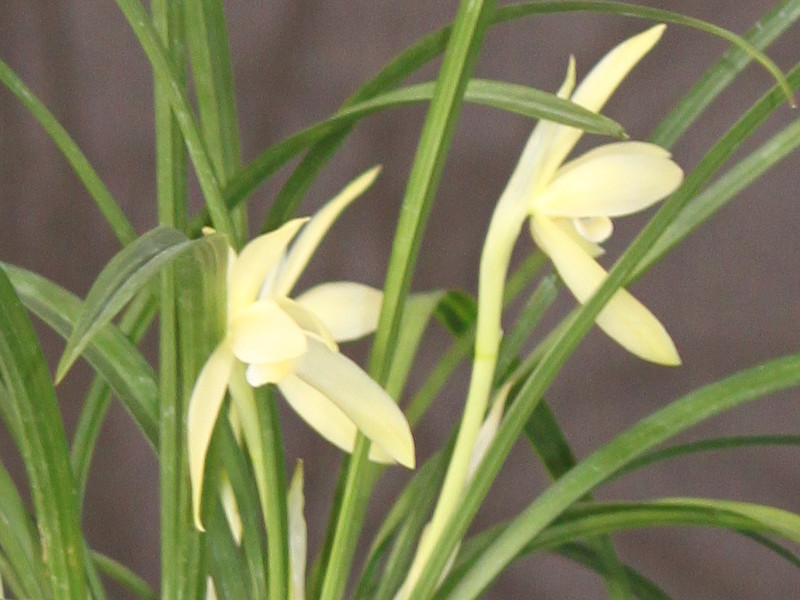 Yunnan noble orchid