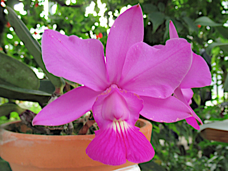 Cattleya