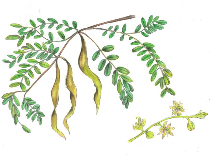 Gleditsia sinensis