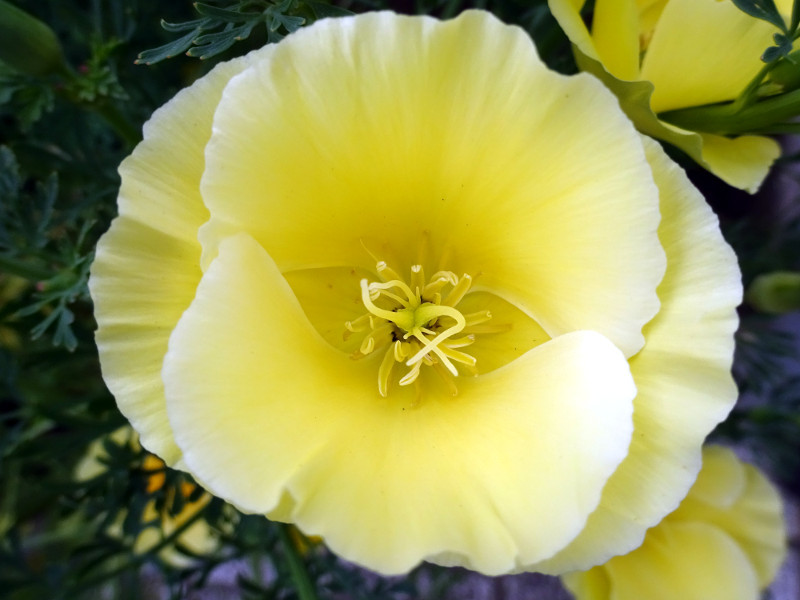 California poppy